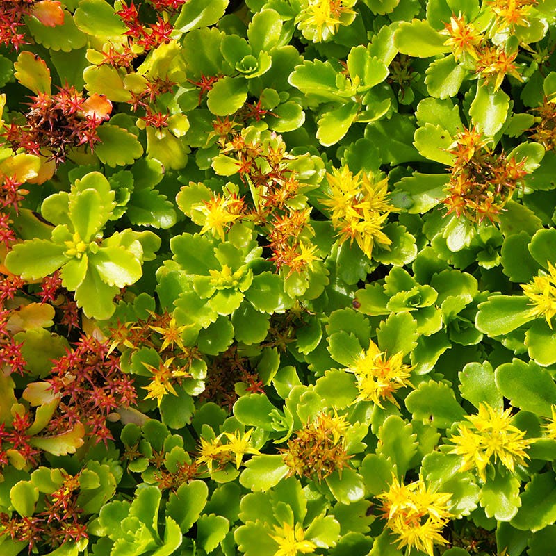  Orange Stonecrop