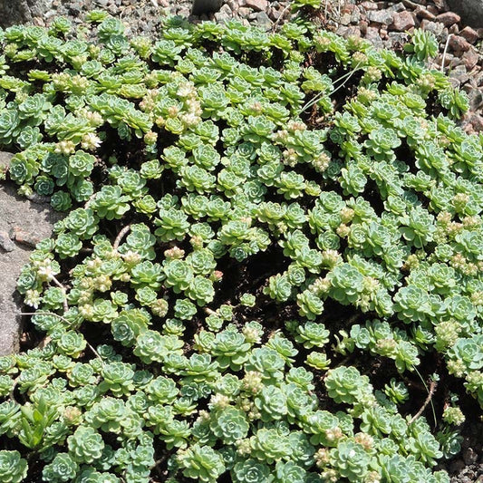  Gray Sedum