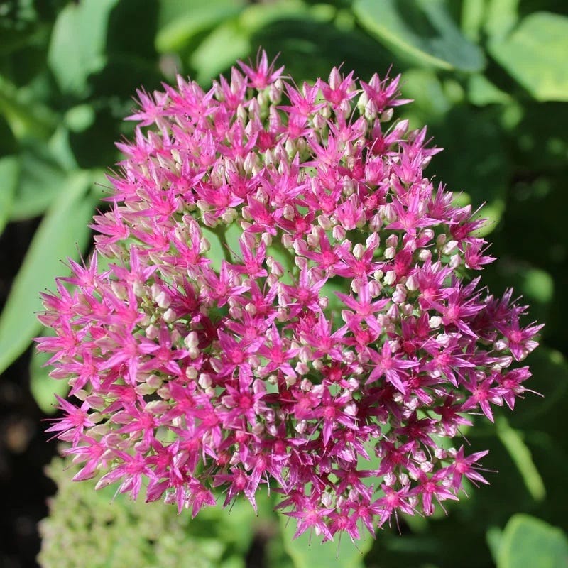  Autumn Fire Sedum