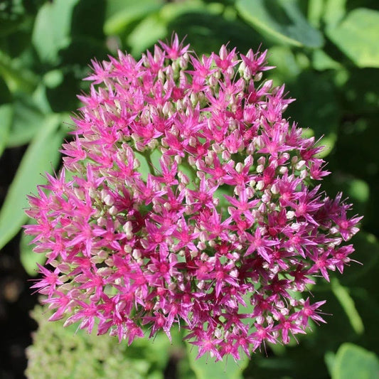  Autumn Fire Sedum