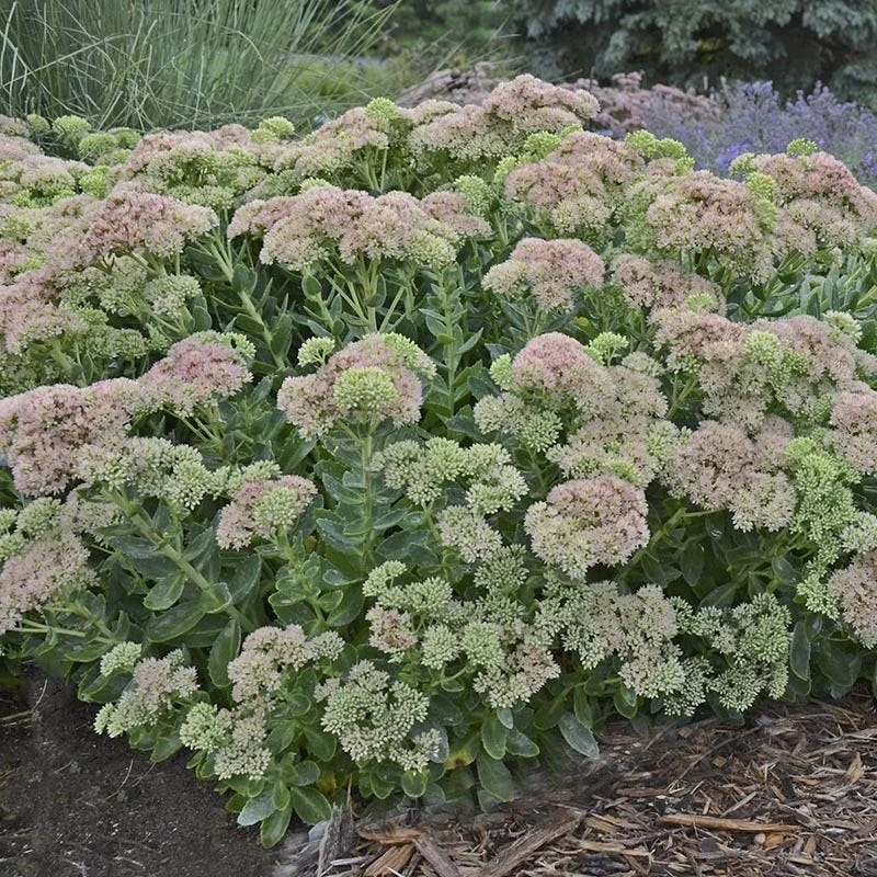  Autumn Fire Sedum