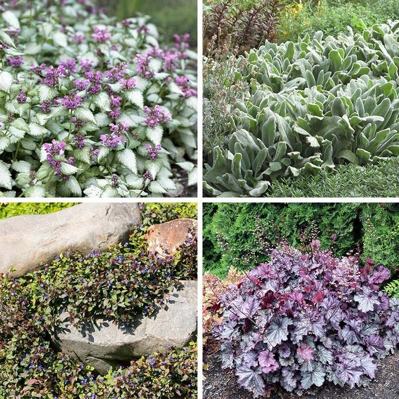  Dry Shade Groundcover Collection