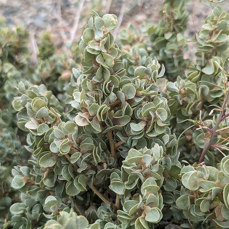  Shadscale Saltbush
