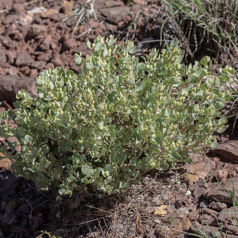  Shadscale Saltbush