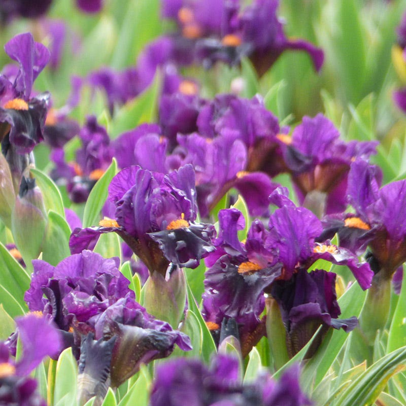  Sharp Dressed Boy Dwarf Bearded Iris