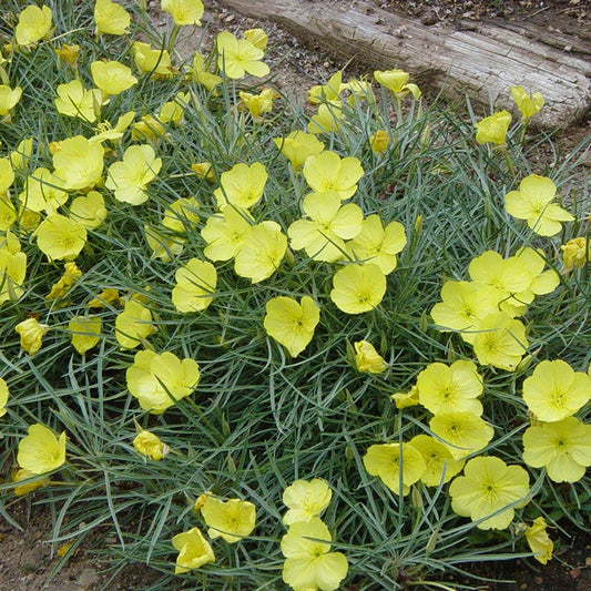  Shimmer Evening Primrose