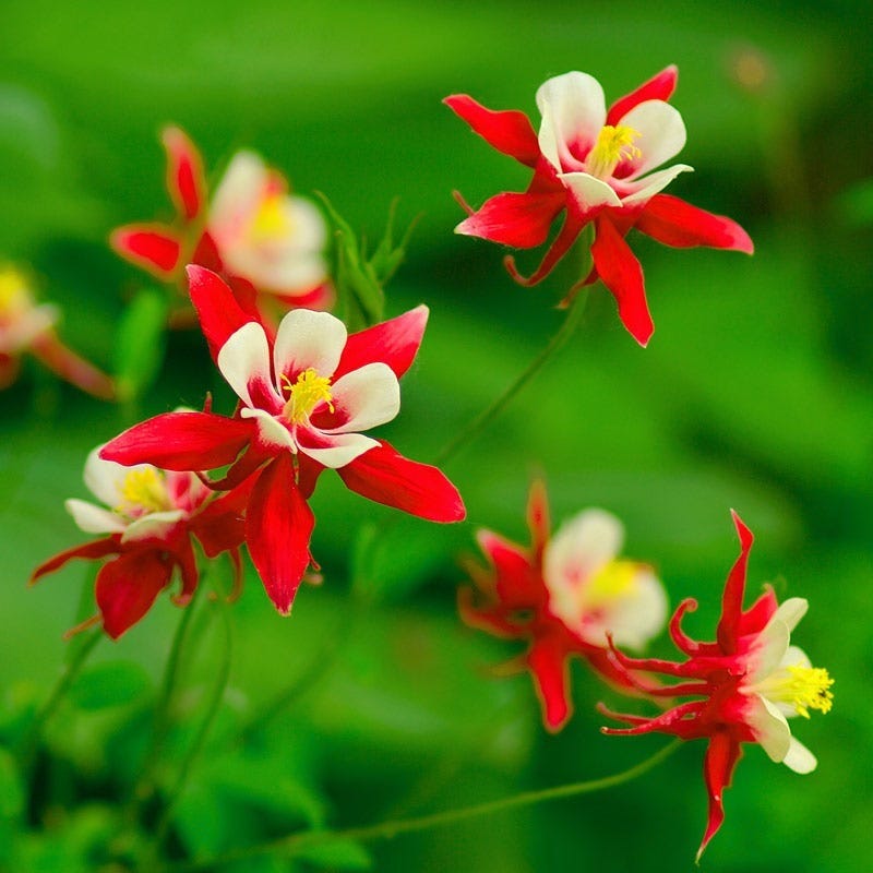  Red Hobbit Columbine