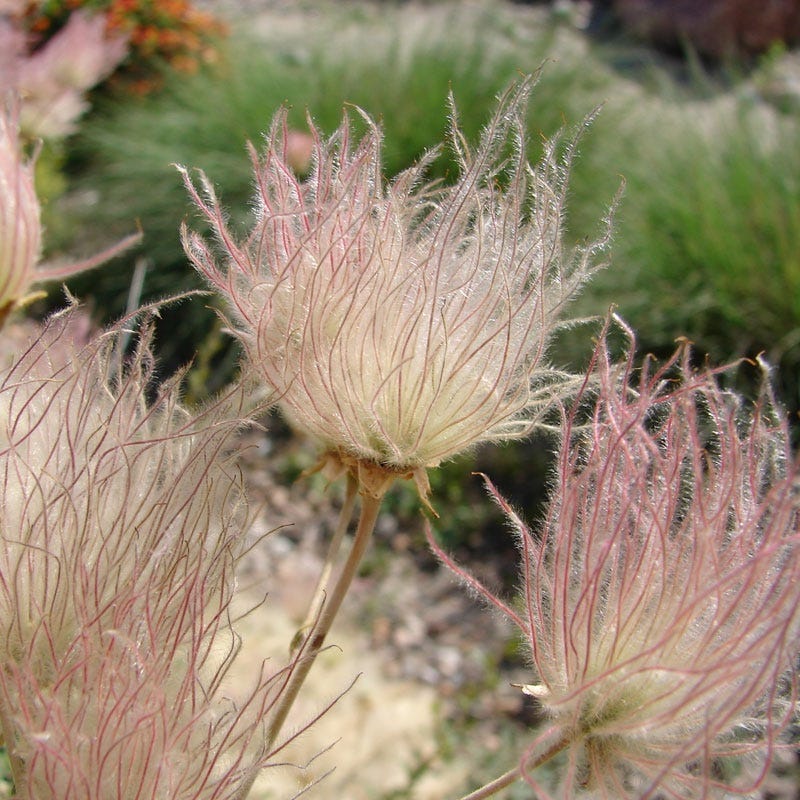  Apache Plume (Fallugia)