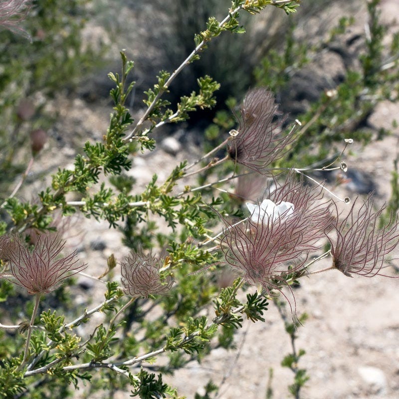  Apache Plume (Fallugia)