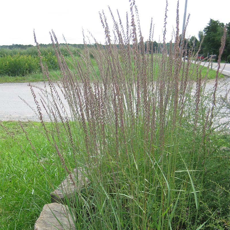  Sideoats Grama Grass