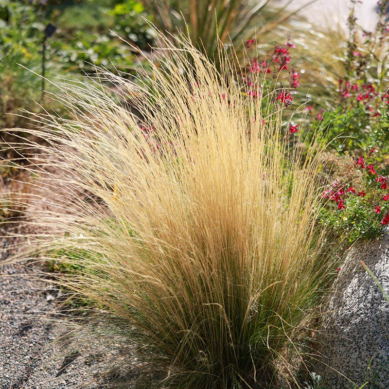  Silky Thread Grass