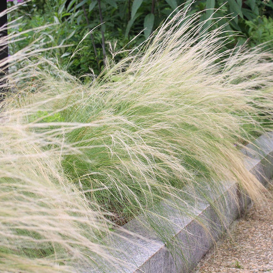  Silky Thread Grass