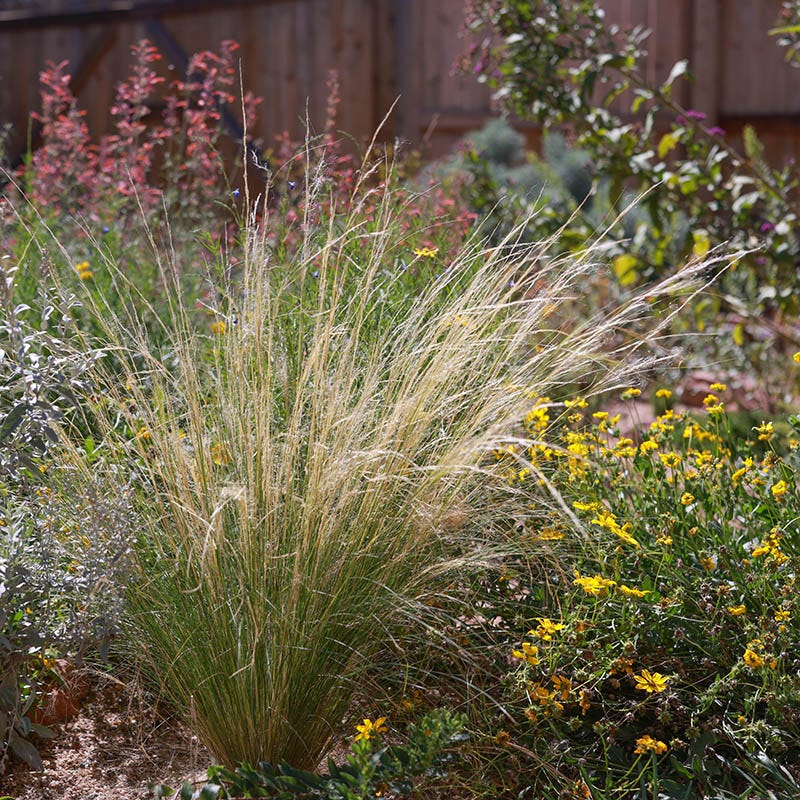  Silky Thread Grass