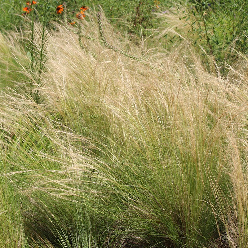  Silky Thread Grass