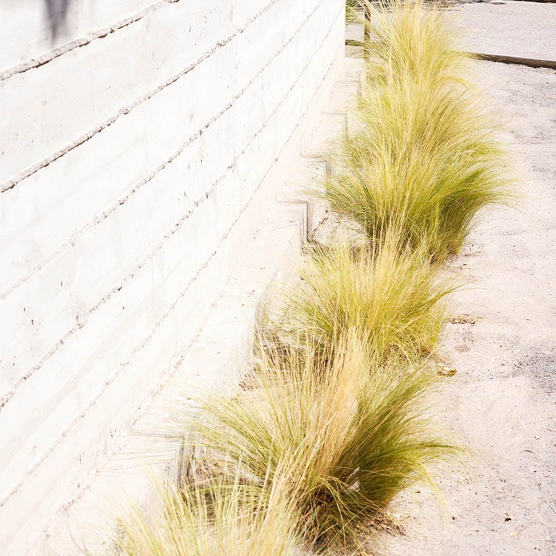  Silky Thread Grass