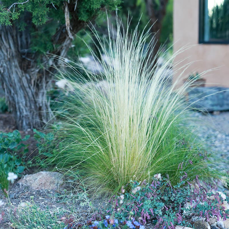 Silky Thread Grass