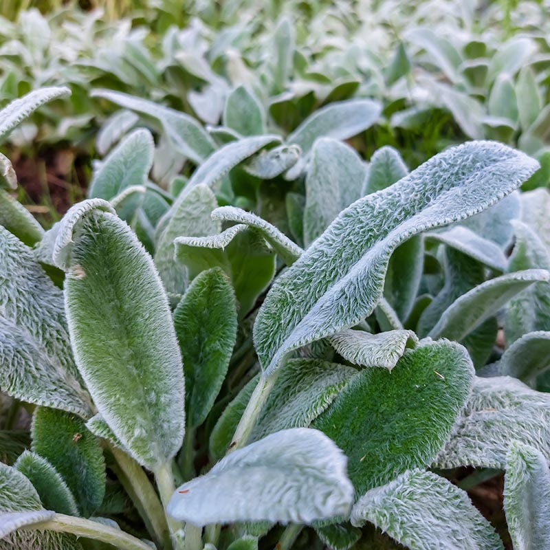  Silver Carpet Lamb's Ear