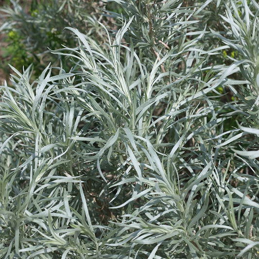  Silver Sagebrush