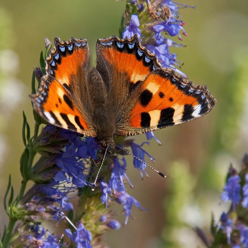  Blue Hyssop (Hyssopus)