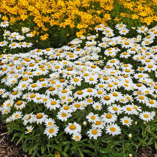  Snowcap Shasta Daisy
