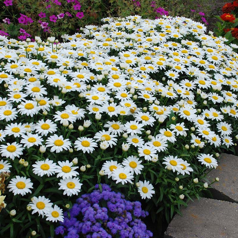  Snowcap Shasta Daisy