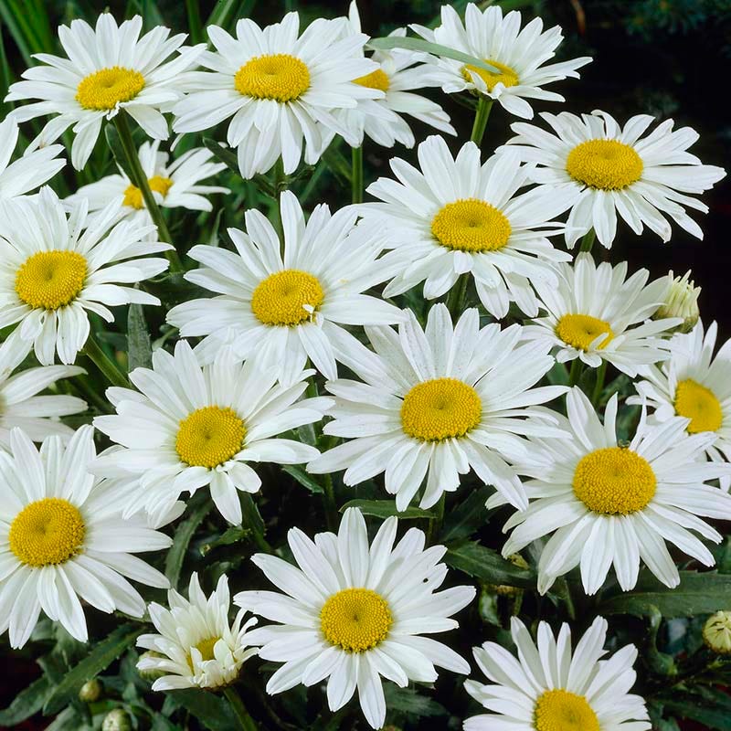  Snowcap Shasta Daisy