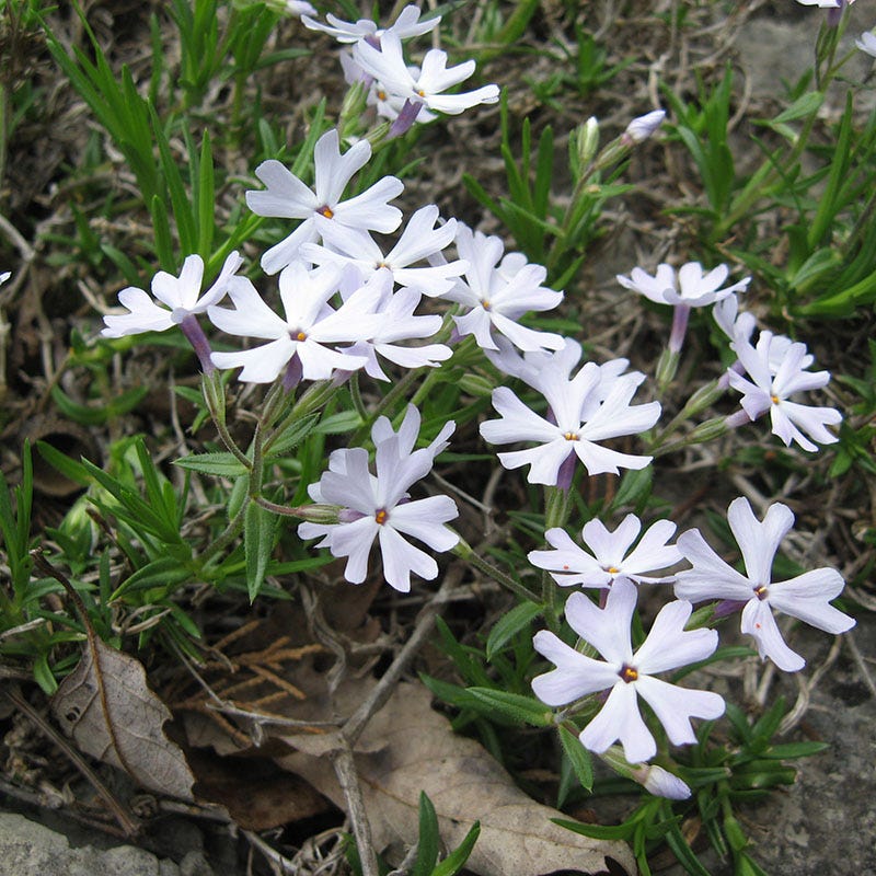  SNOWMASS® Phlox