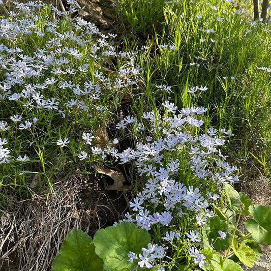  SNOWMASS® Phlox