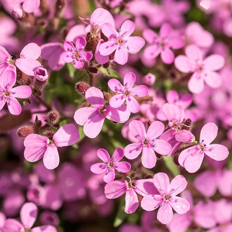  Saponaria Ocymoides