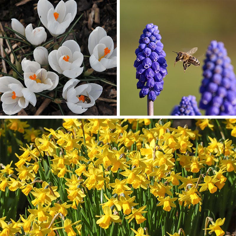  Soft Colors Garden Bulb Collection