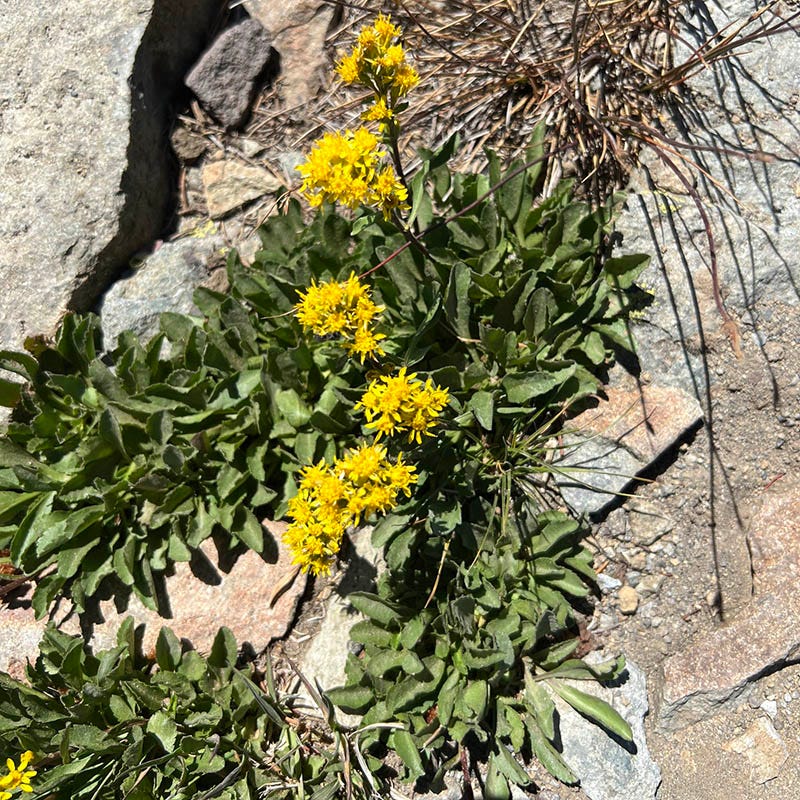  Rocky Mountain Goldenrod (Solidago)