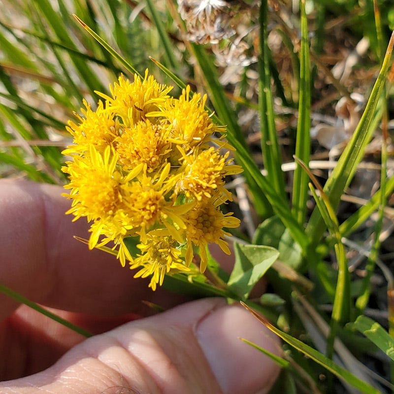  Rocky Mountain Goldenrod (Solidago)