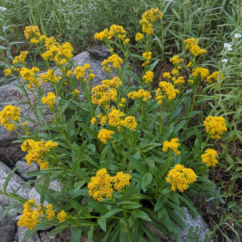  Rocky Mountain Goldenrod (Solidago)