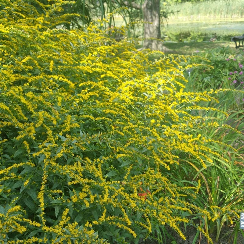  Summer Dreams Pre-Planned Garden