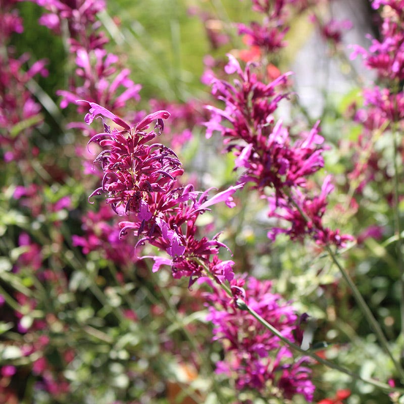  SONORAN SUNSET® Agastache