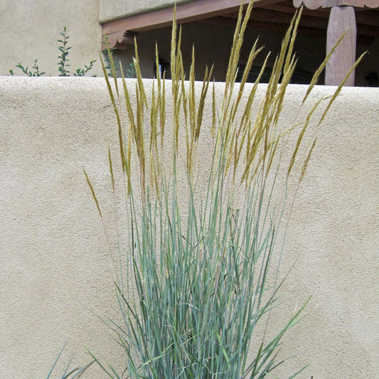  Thin Man Golden Prairie Grass