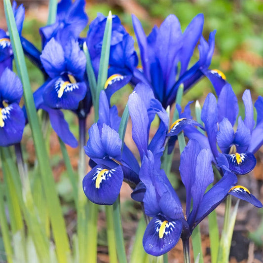  Dark Blue Specie Iris (Mini Iris)