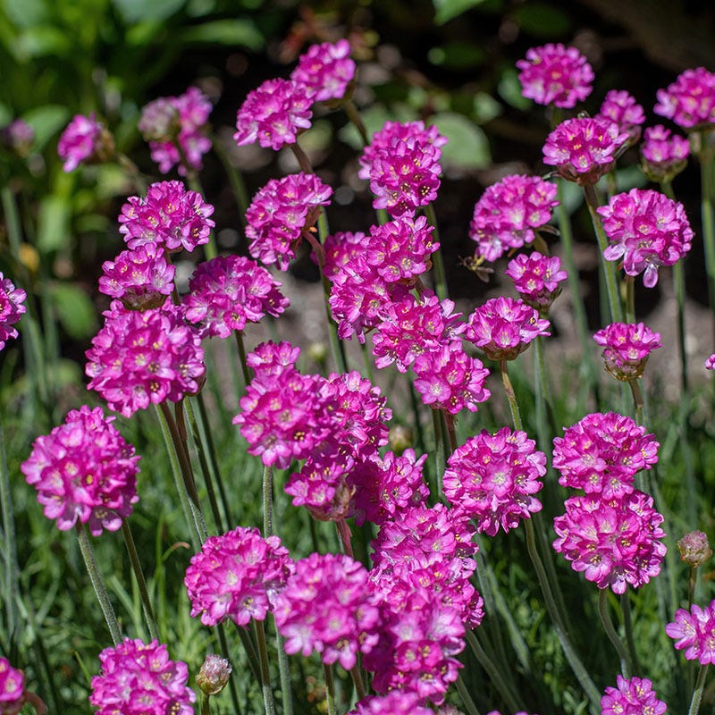  Splendens Armeria