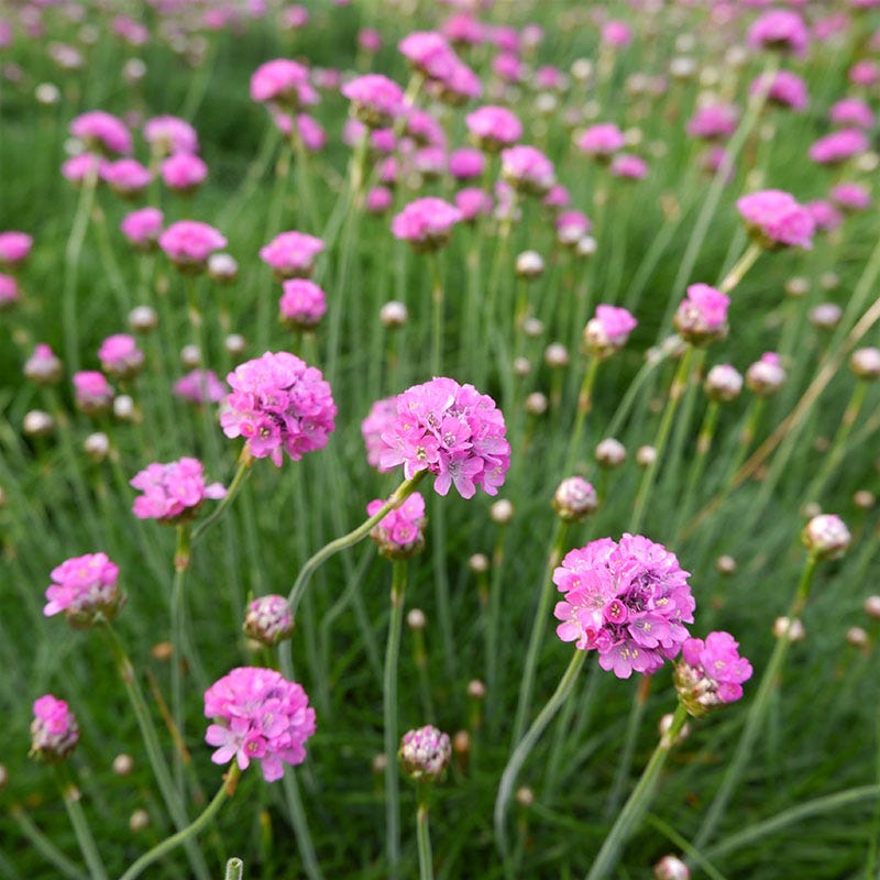  Splendens Armeria