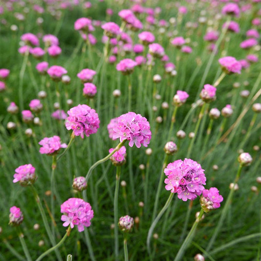  Splendens Armeria