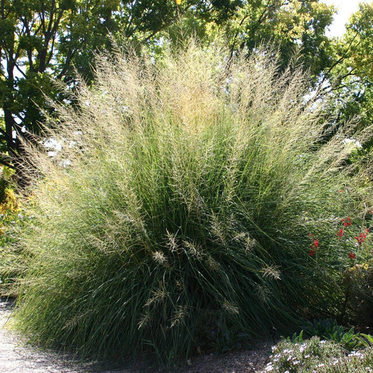 Windbreaker Giant Sacaton Grass