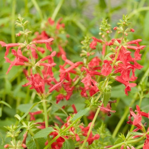  Red Flowered Lamb's Ear