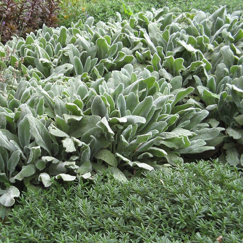  Silver Carpet Lamb's Ear