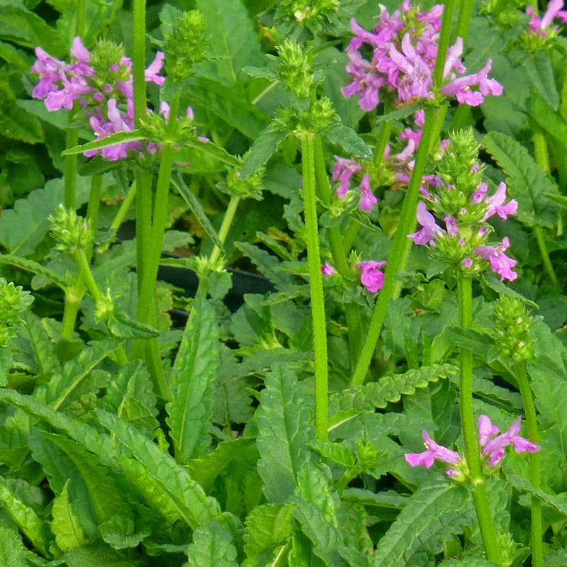  Dwarf Pink Lamb's Ear