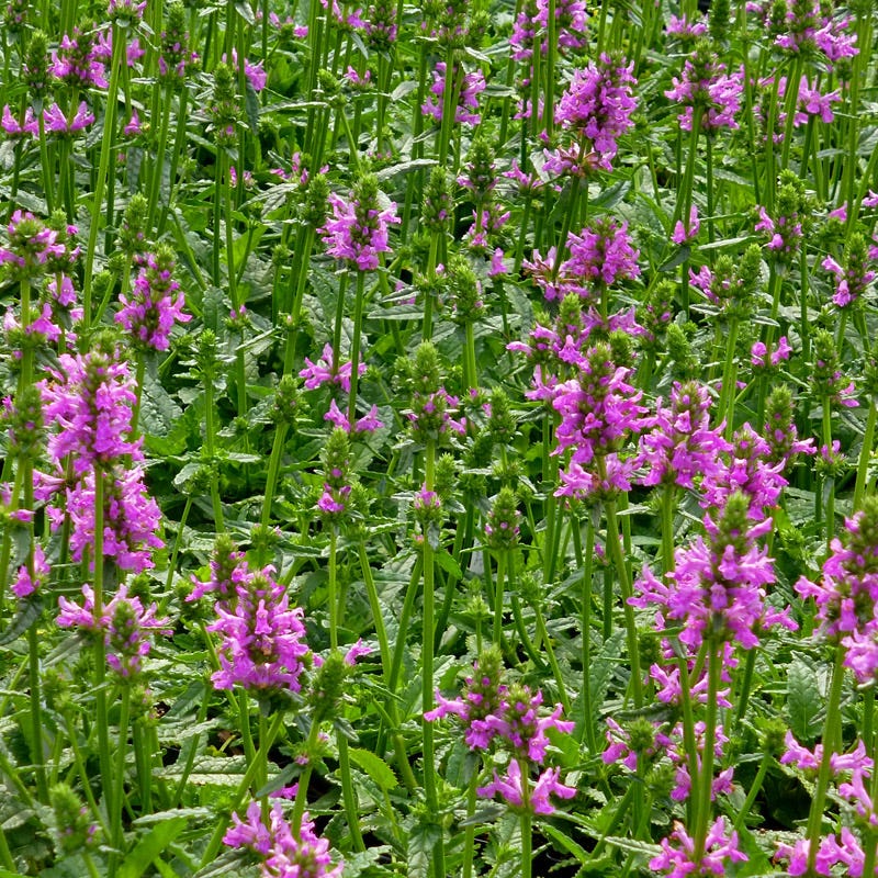  Dwarf Pink Lamb's Ear