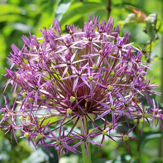  Star Of Persia Allium