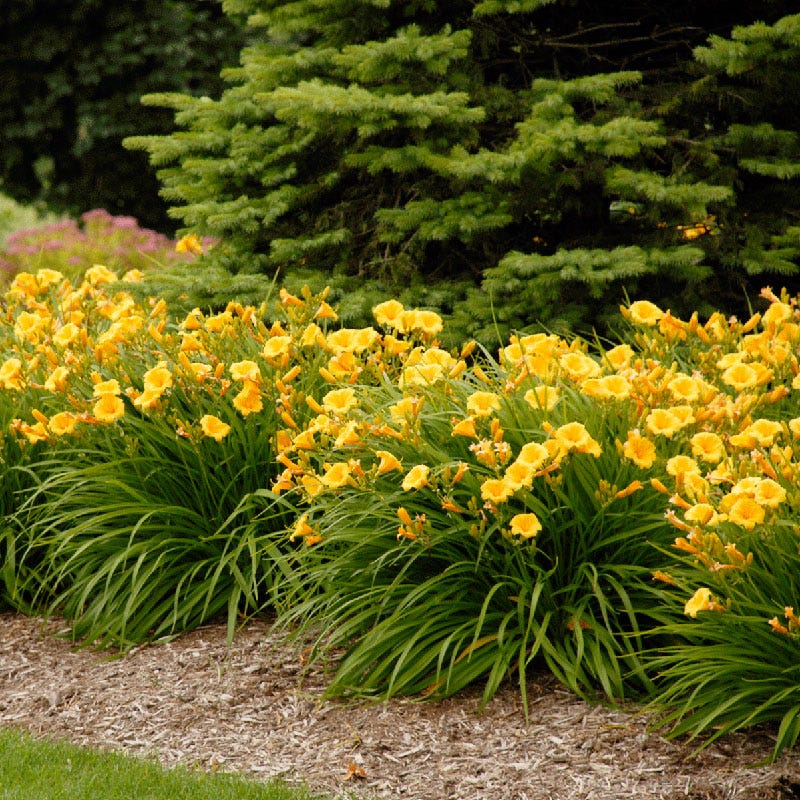  Stella D'Oro Reblooming Daylily