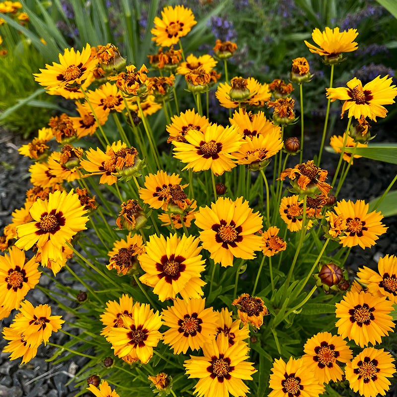  Sterntaler Coreopsis