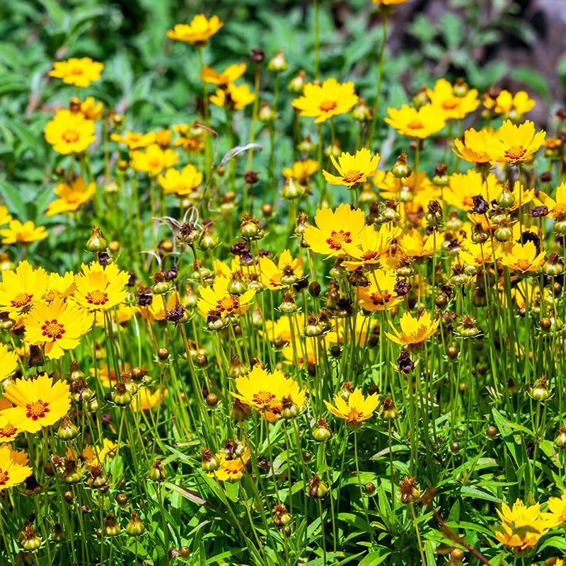  Sterntaler Coreopsis