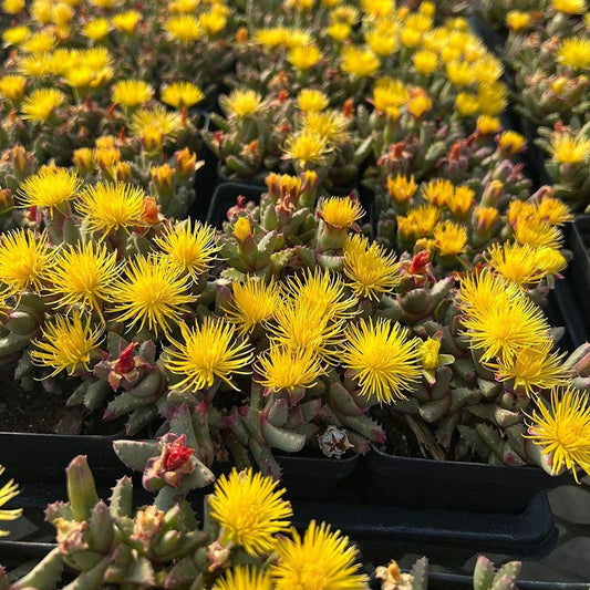  Hantamberg Night Blooming Ice Plant (Stomatium)